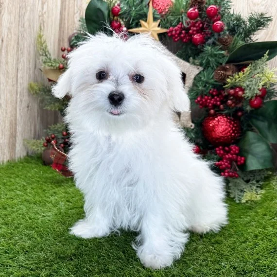 Fluffy white dog sitting on green grass with a decorative wreath in the background.
