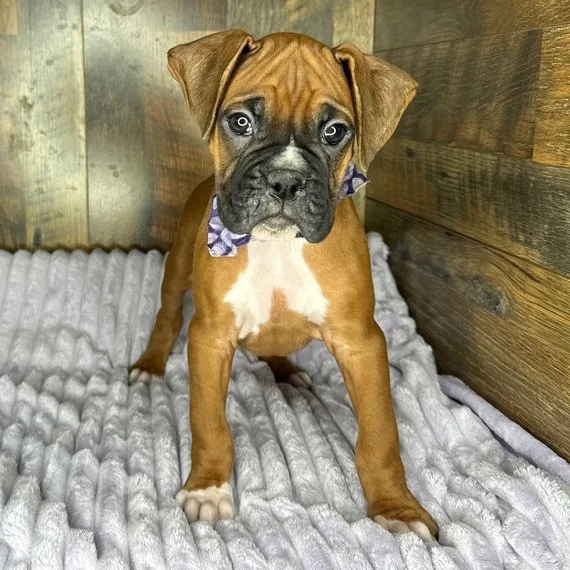 Boxer puppy standing on textured blanket with wooden background.