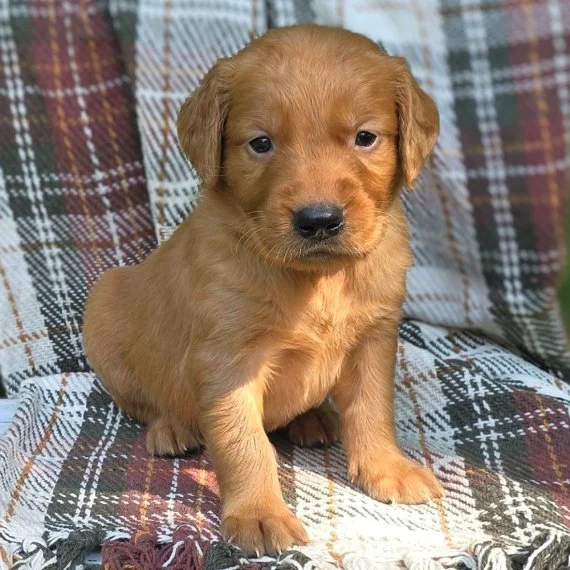 Golden Retriever puppy sitting on a plaid blanket.