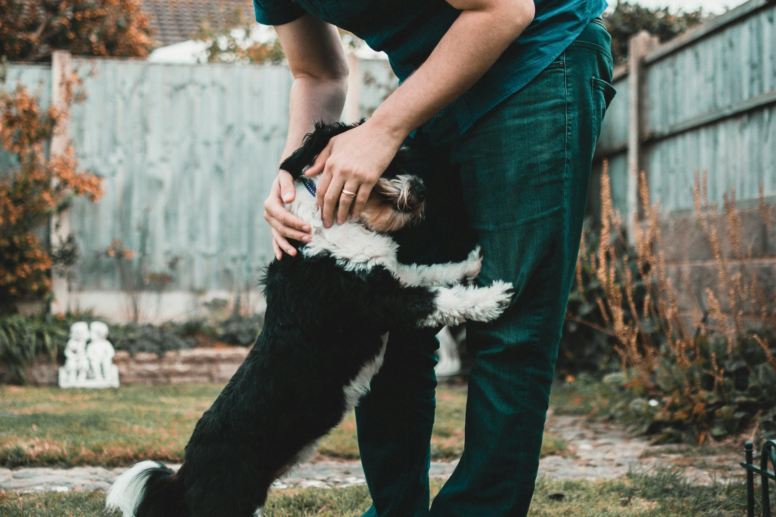 Top 4 Tips for Training Your PuppyTraining your puppy is an essential part of ensuring they grows into a well-behaved and happy companion. Tip number one. Use Positive Reinforcement.