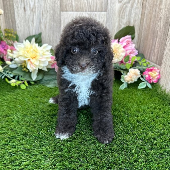 Black and white poodle puppy on green grass with flowers