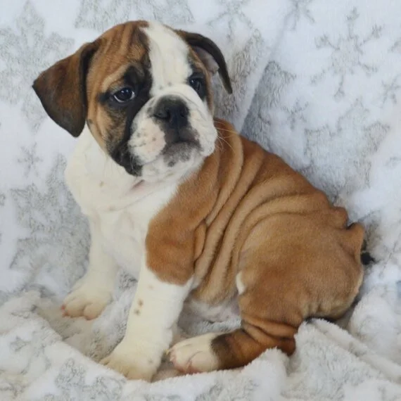 Bulldog puppy sitting on a soft blanket