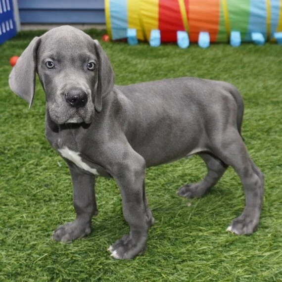 Gray Great Dane puppy standing on grass with colorful toy in background