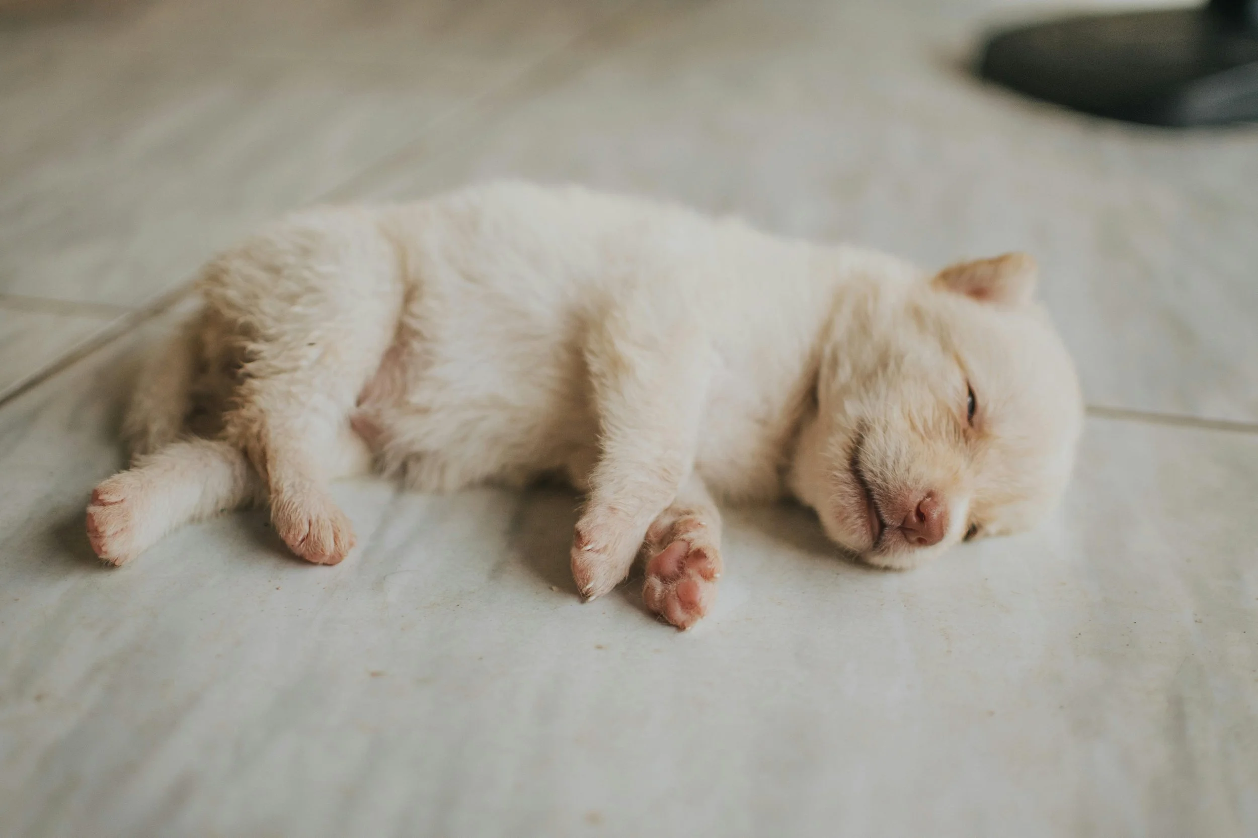 sleeping puppy on a tile floor