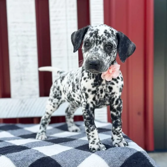 Black and white spotted puppy with pink bow on checkered blanket
