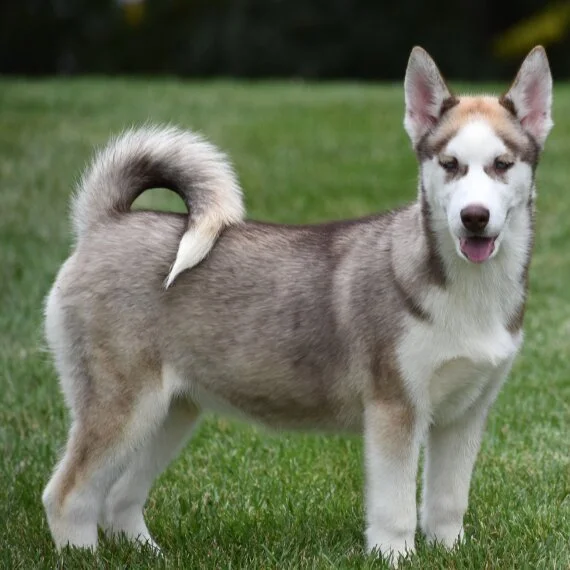Siberian Husky puppy standing on grass