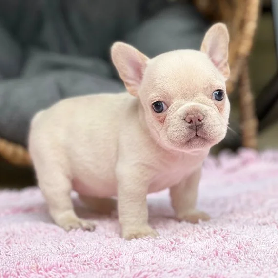 Cute cream-colored French Bulldog puppy on a pink towel.