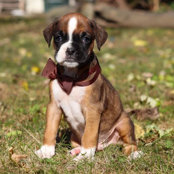 Boxer puppy with brown bow tie sitting on grass