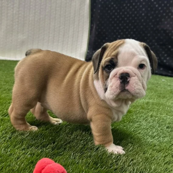 Bulldog puppy standing on green grass indoors, looking at the camera.