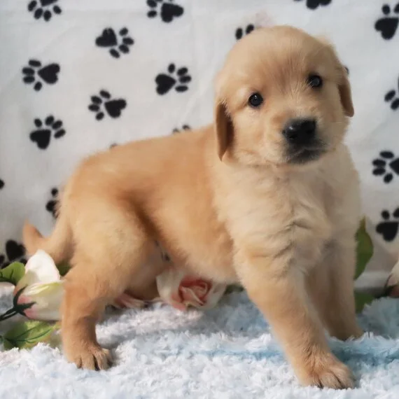 Golden Retriever puppy on paw print background