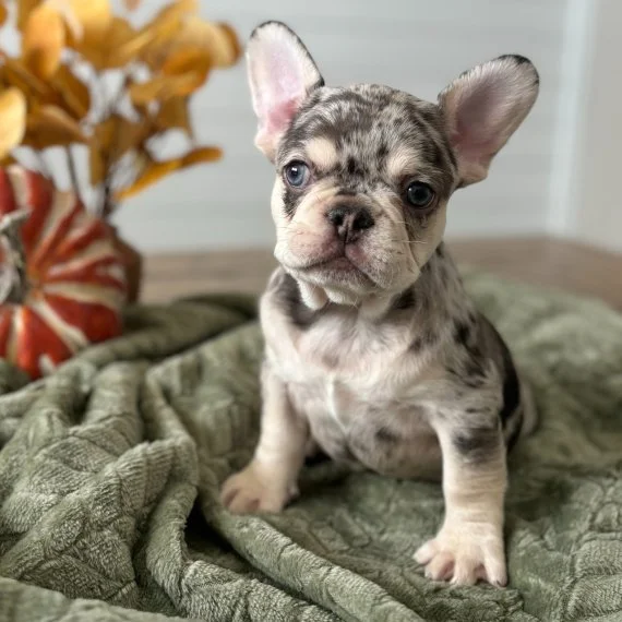 Merle French Bulldog puppy sitting on green blanket with fall decorations.