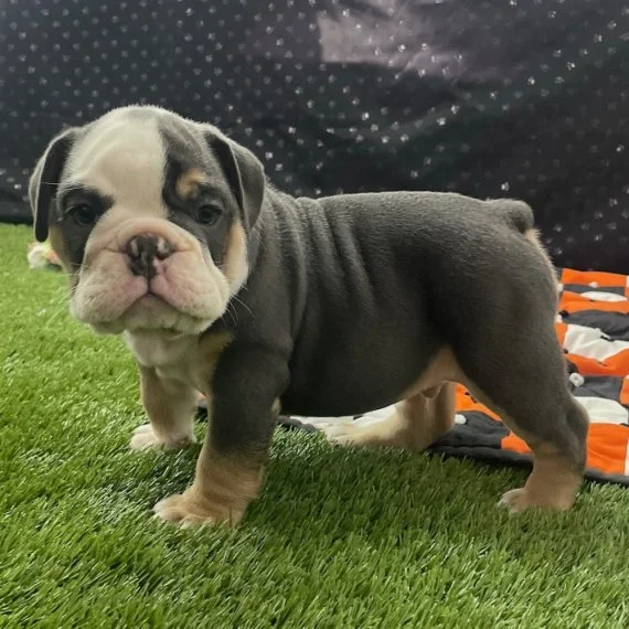 A cute bulldog puppy standing on grass with a checkered blanket in the background.
