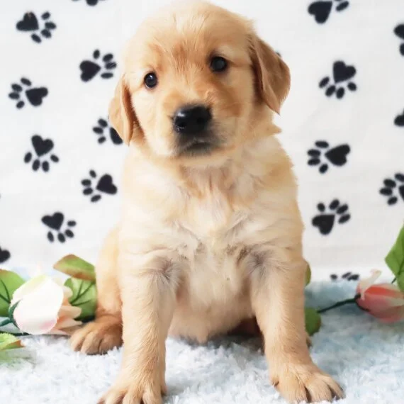 Golden Retriever puppy sitting on a blanket with paw print pattern, surrounded by decorative flowers.
