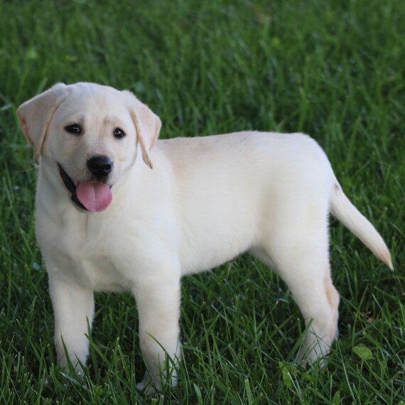 Labrador puppy standing on grass