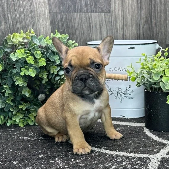 French Bulldog puppy sitting with plants and white bucket