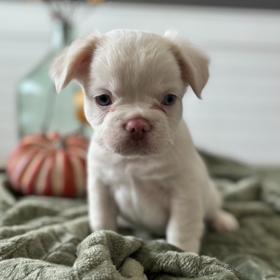 Cute white puppy sitting on a blanket with a pumpkin and vase in the background.