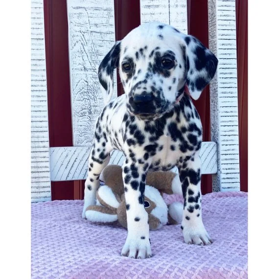 Dalmatian puppy on pink blanket with plush toy.
