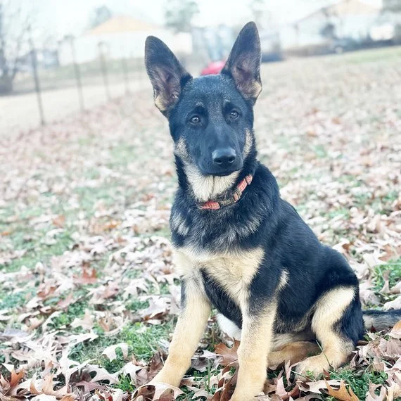 German Shepherd puppy sitting on autumn leaves in a field.