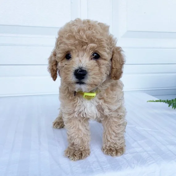 Adorable curly-haired puppy with a light brown coat and yellow collar standing on a white surface.