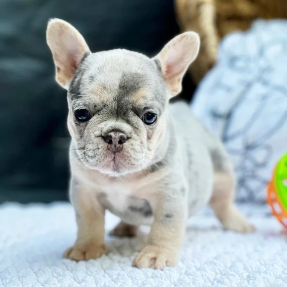 Cute French Bulldog puppy standing indoors on a soft surface, with a colorful toy nearby.