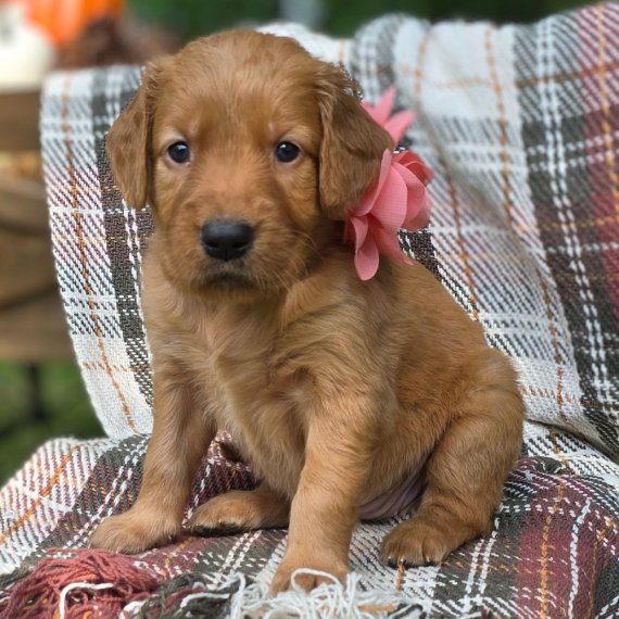 Puppy with pink flower on blanket outdoors