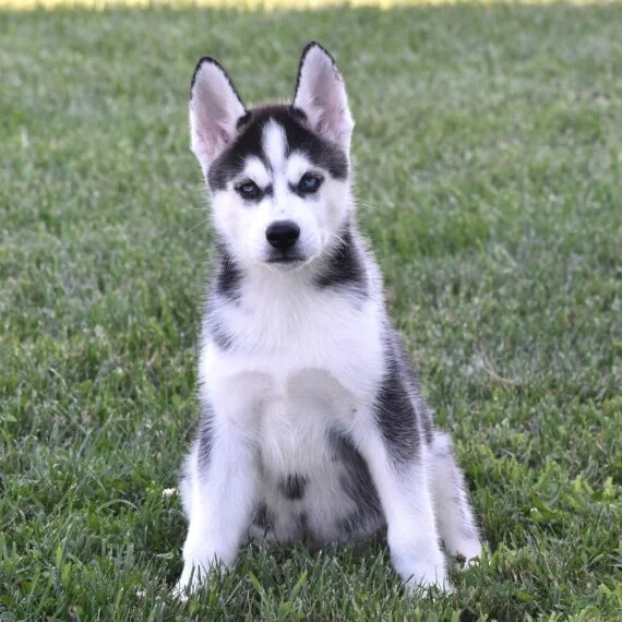 Siberian Husky puppy sitting on grass