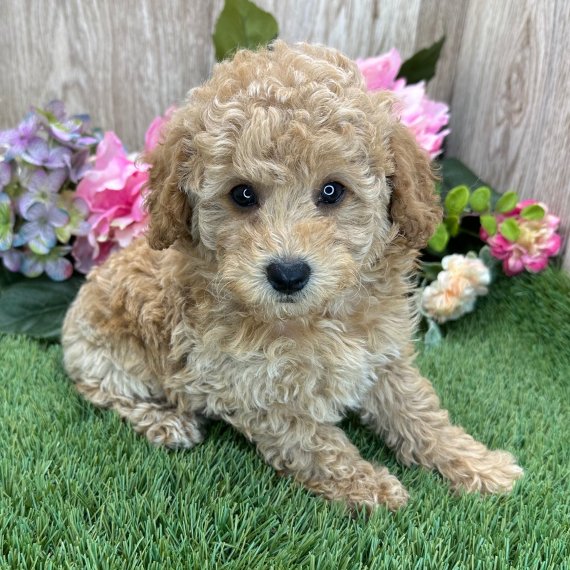 Curly-haired puppy sitting on grass with colorful flowers in background.