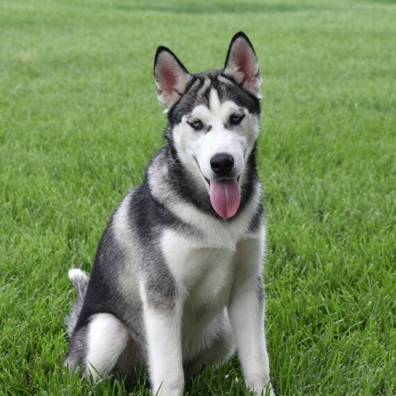 Siberian Husky sitting on grass