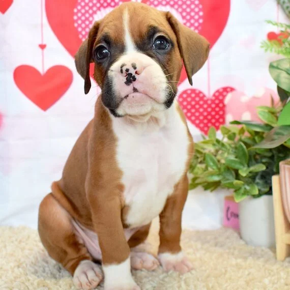 Cute brown and white puppy sitting on a soft surface with red heart decorations and green plants in the background.