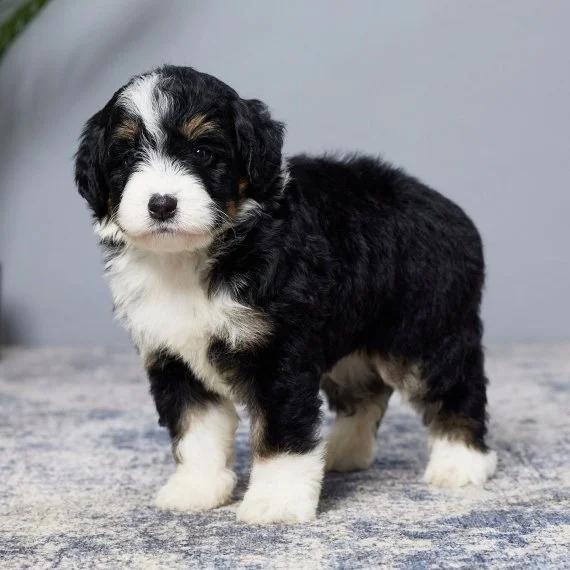 Bernedoodle puppy standing indoors on carpeted floor.