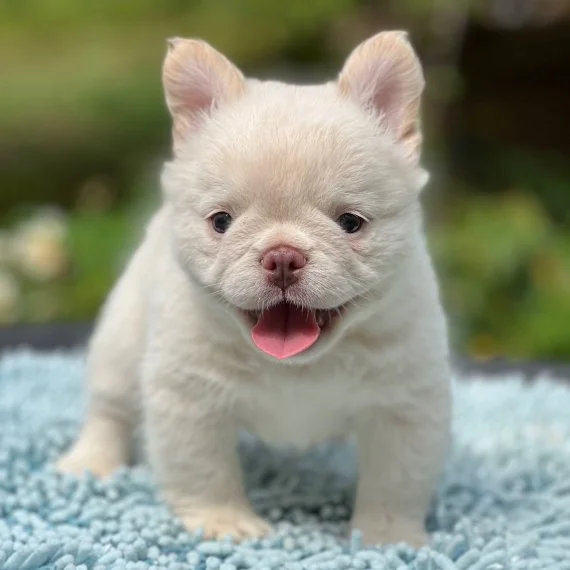 Cute fluffy puppy standing on a blue rug outdoors.