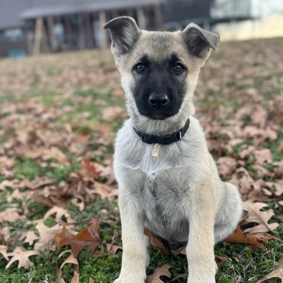 Puppy sitting outdoors on grass and leaves