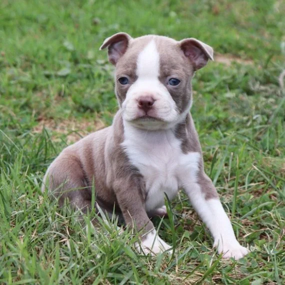 Grey and white puppy sitting on grass