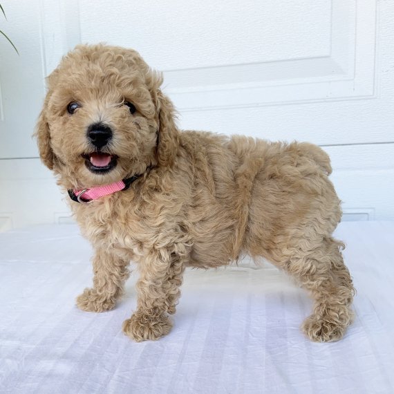 Cute fluffy puppy wearing a pink collar standing on a white surface.