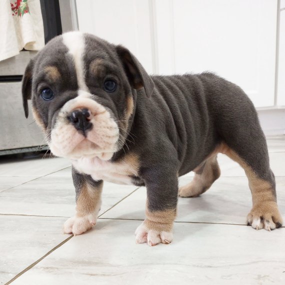 Bulldog puppy standing on tiled floor, looking at camera