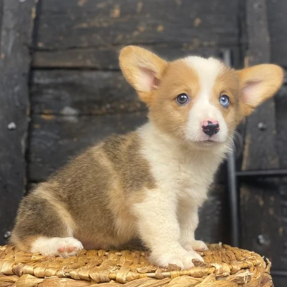 Cute Corgi puppy sitting on a wicker surface with a wooden background