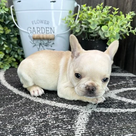 Cute French Bulldog puppy lying on a rug near a white flower garden bucket and greenery.