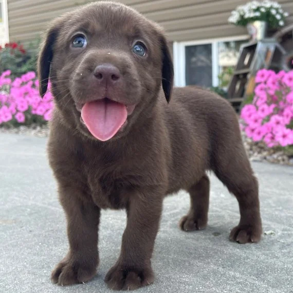 Chocolate labrador puppy on a sidewalk with pink flowers in the background.