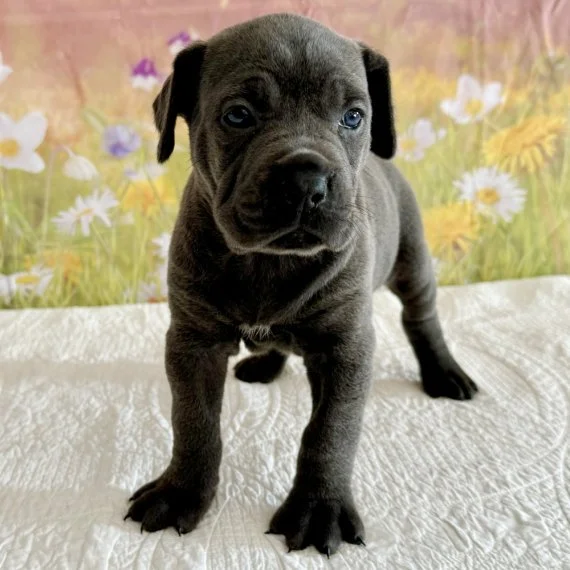 Puppy standing on a white quilt with floral background