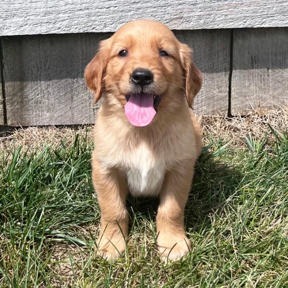Golden retriever puppy sitting on grass with tongue out in front of wooden wall.