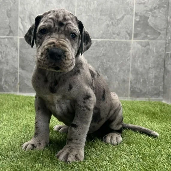 Cute Great Dane puppy sitting on grass indoors.
