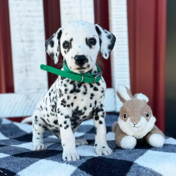 Dalmatian puppy with green collar sitting next to plush rabbit toy on checkered blanket.