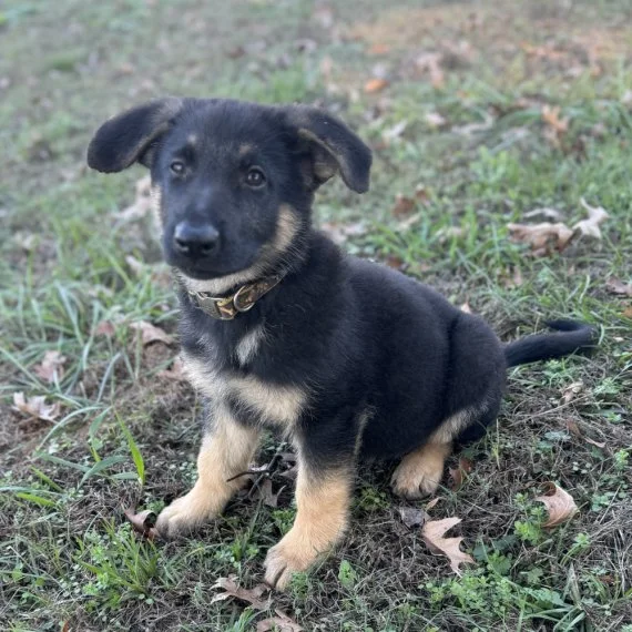 Adorable black and tan puppy sitting on grass outdoors.