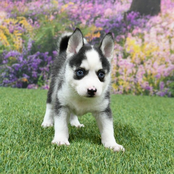 Cute husky puppy standing on grass with colorful flower background.