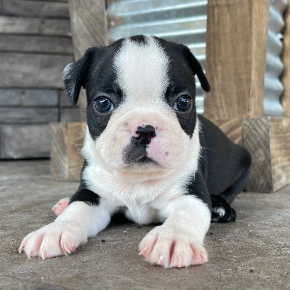 Young Boston Terrier puppy lying down on wooden floor.