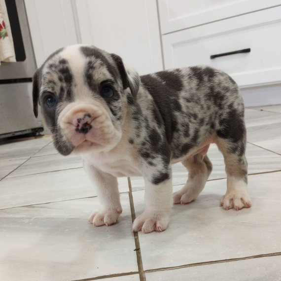 Merle pattern puppy standing on a tiled floor indoors.