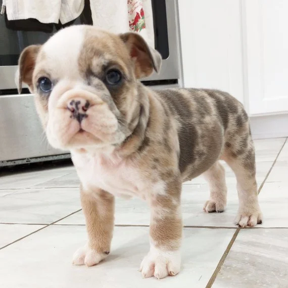 Bulldog puppy with spotted coat standing on tiled floor.