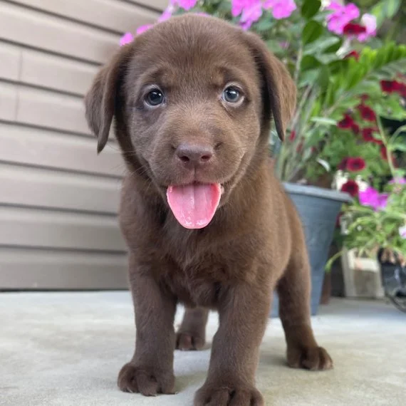 Brown Labrador puppy with tongue out, standing on concrete near potted flowers.