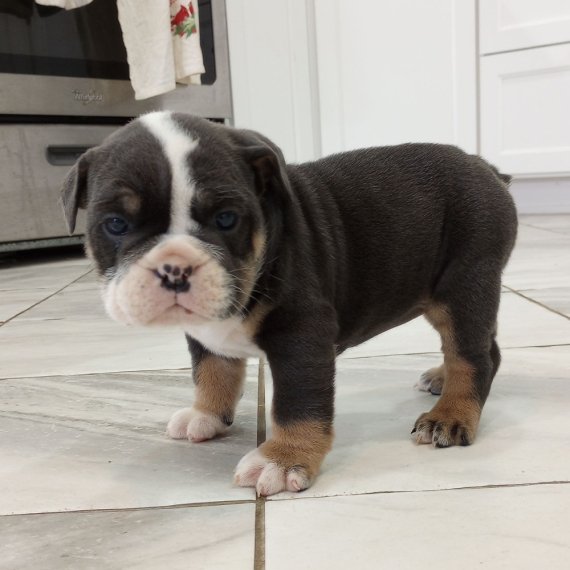 Adorable bulldog puppy standing on a tiled floor in a kitchen.