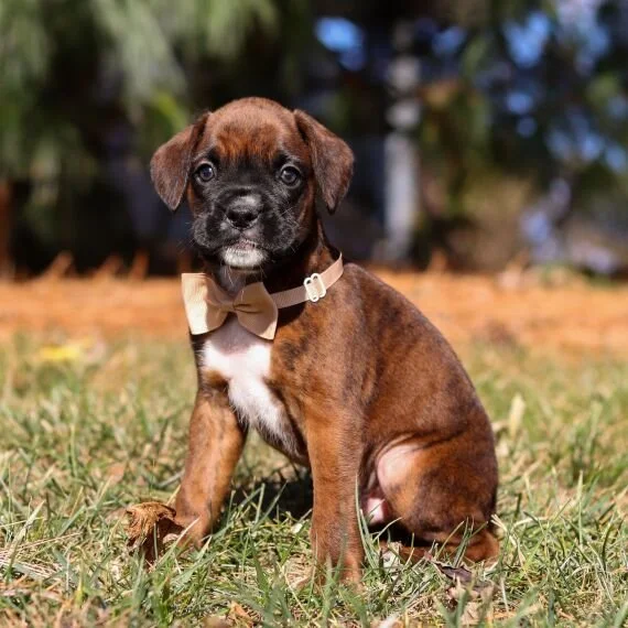 Cute brown puppy wearing a bow tie sitting on grass.